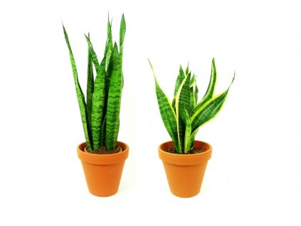 Set rostlin DUO Sansevieria  Sanseveria, tchýnin jazyk, tenura