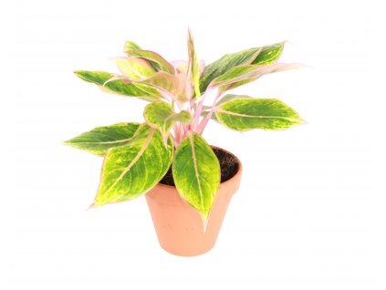 19616 3 aglaonema siam aurora pink prumer 12 14 cm
