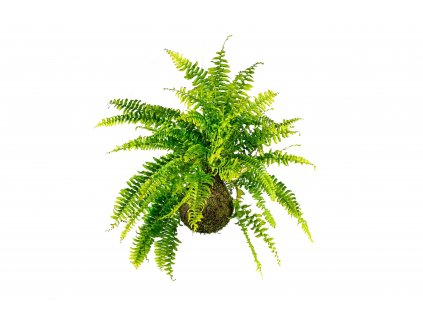 19631 kokedama nephrolepis mix l zachran kytku