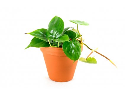 Philodendron scandens Mix, průměr 12 cm - ZACHRAŇ KYTKU  Filodendron