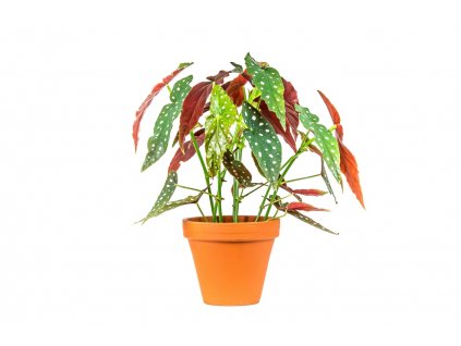 Begonia MIX, průměr 12-14 cm - ZACHRAŇ KYTKU  Begónie, andělská křídla