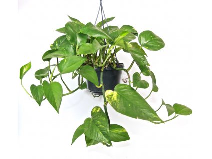 Gardners.cz Epipremnum Aureum závěs, průměr 15 cm