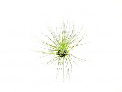 2061 3 tillandsia argentea fuchsii