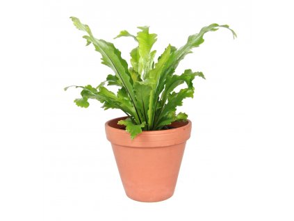 Asplenium nidus Campio, průměr 12 cm  Sleziník hnízdnatý, ptačí hnízdo