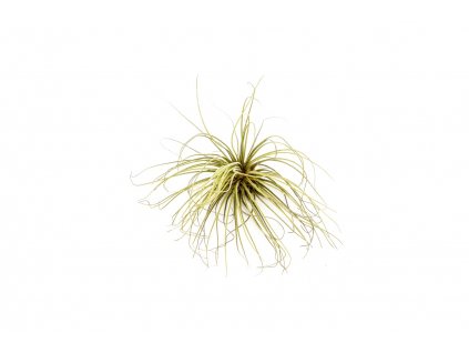 2073 tillandsia magnusiana