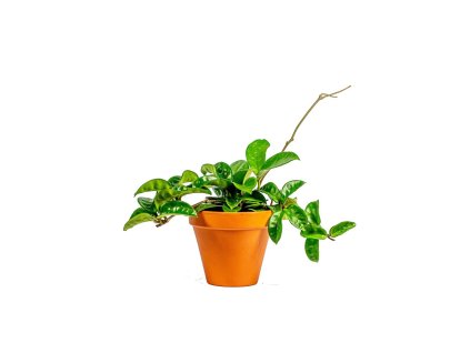 Hoya MIX, průměr 10,5 cm - ZACHRAŇ KYTKU  Hoja, Voskovka