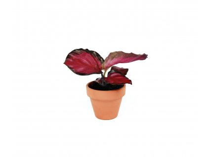 Calathea roseopicta Rossy, průměr 6-7 cm  Kalatea