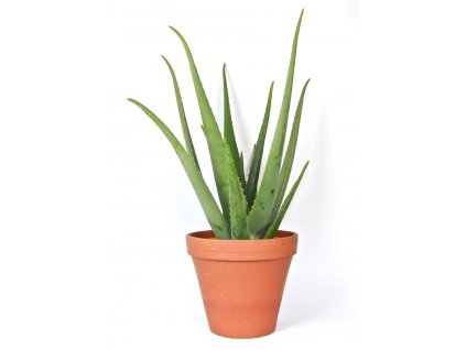 Gardners.cz Aloe Vera, průměr 21 cm