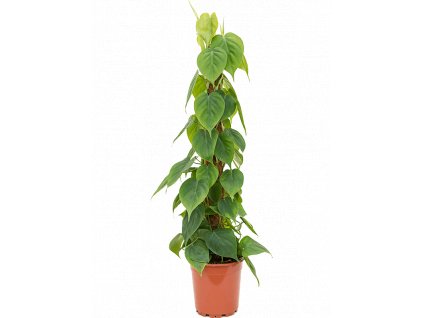 Philodendron scandens s kokosovou vzpěrou 120 cm, průměr 24 cm  Filodendron