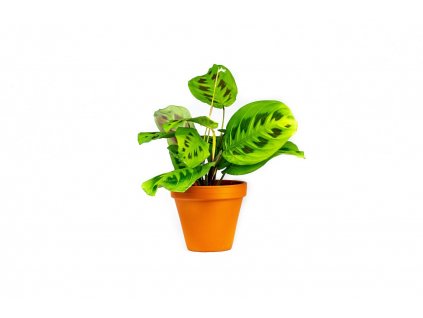 Gardners.cz Marantha Karchoveana