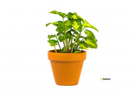 Syngonium MIX, průměr 6 cm - ZACHRAŇ KYTKU Syngonium, Syngónium