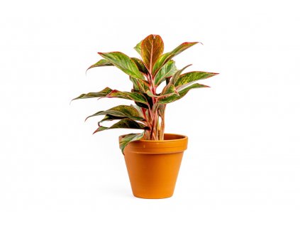 Aglaonema Crete, průměr 12-14 cm  Aglaonema, Spící panna