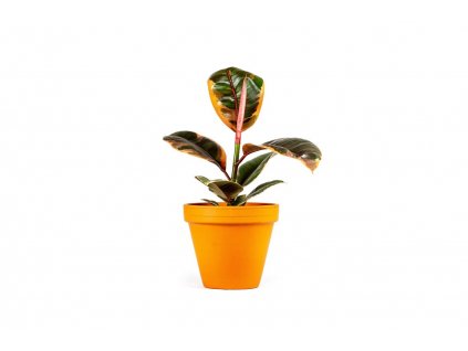 Gardners.cz Ficus elastica Belize5