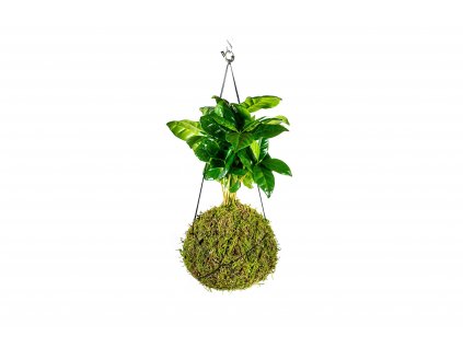 22056 kokedama coffea arabica m zachran kytku