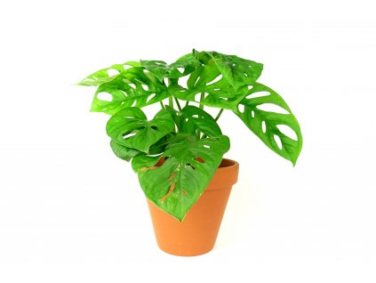 Monstera adansonii Monkey Mask, průměr 12 cm  Monstera, Adansonova monstera, Švýcarský sýr