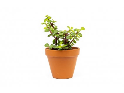 Portulacaria afra, průměr 8,5 cm  Portulakárie
