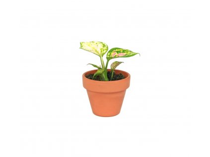 Aglaonema Red zirkonia, průměr 6 cm  Aglaonema, Spící panna