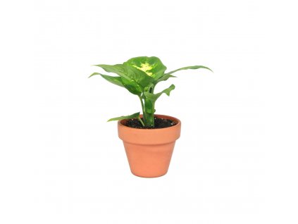 Dieffenbachia Compacta, průměr 6 cm  Difenbachie, mramornatka