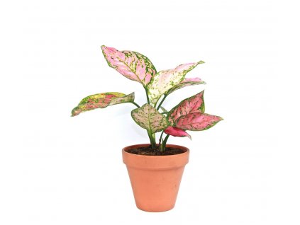 Aglaonema Spotted Star, průměr 12-14 cm  Aglaonema, Spící panna