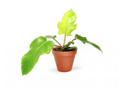 Philodendron squamiferum, průměr 13 cm  Filodendron