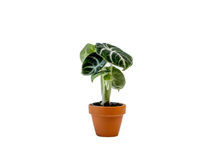 Alocasia Black Velvet, průměr 6 cm  Alokásie,  Alokázie