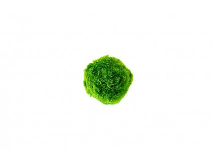 Řasokoule zelená M  Cladophora Aegagropila