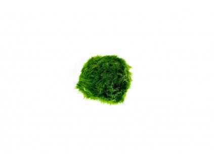 Řasokoule zelená L  Cladophora Aegagropila
