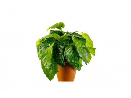 22686 calathea musaica network prumer 12 cm