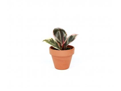22722 ficus elastica tineke prumer 6 cm