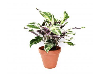 22863 1 calathea fusion white prumer 14 cm