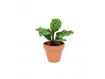 Calathea Freddie, průměr 6-7 cm  Kalatea