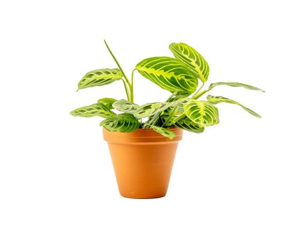 Marantha leuconeura Lemon Lime Green, průměr 12 cm