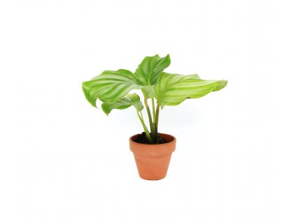 22944 2 calathea orbifolia prumer 6 cm