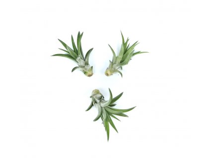 23031 tillandsia abdita