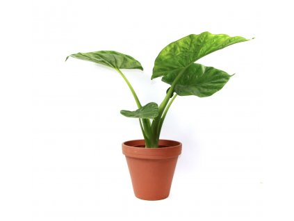 Alocasia Macrorrhiza, průměr 17 cm  Alokásie,  Alokázie