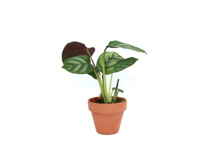 Ctenanthe Setosa Compactstar, průměr 6 cm  Ktenante