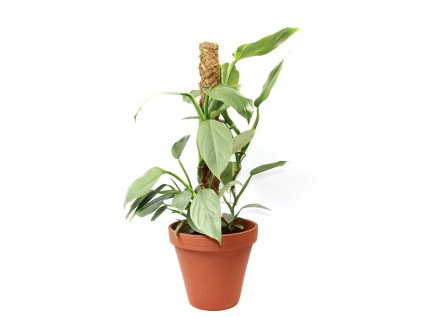 Philodendron Silver Queen s kokosovou vzpěrou, průměr 17 cm  Filodendron
