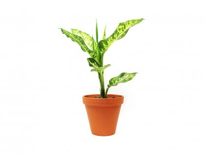 Dieffenbachia Mars, průměr 17 cm  Difenbachie, mramornatka