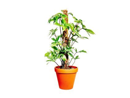 Philodendron pedatum s kokosovou vzpěrou, průměr 21 cm  Filodendron