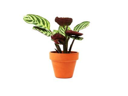Ctenanthe Burle-marxii, průměr 6 cm  Ktenante