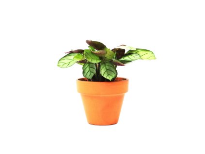 Gardners Ctenanthe Amagris, 6cm