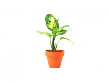 Dieffenbachia Camilla, průměr 6 cm  Difenbachie, mramornatka