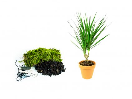 Kokedama "Vyrob si sám" Dracaena marginata (L)  Dracéna lemovaná, Dračinec