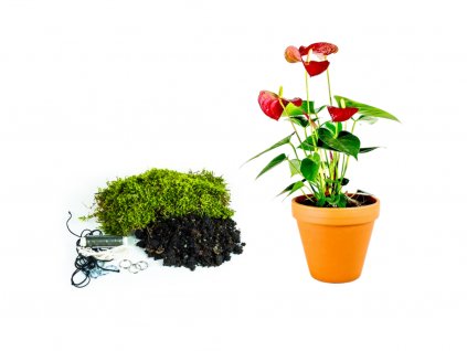 Kokedama "Vyrob si sám" Anthurium mix (M)  Anturie, Toulitka, Prasečí ocásek