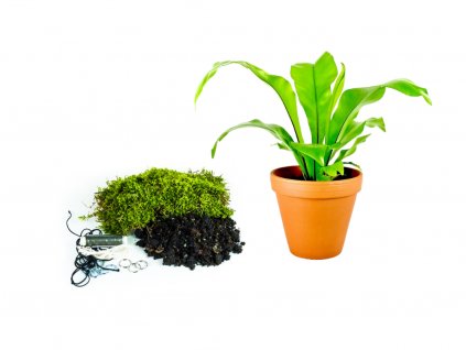 Kokedama "Vyrob si sám" Asplenium Nidus (L)  Sleziník, Ptačí hnízdo