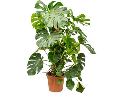 Monstera s kokosovou vzpěrou 120 cm, průměr 24 cm
