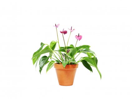 Anthurium andraeanum fialová, průměr 12 cm  Anturie, Toulitka, Prasečí ocásek