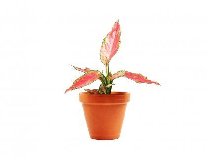 23973 aglaonema cherry baby prumer 12 14 cm