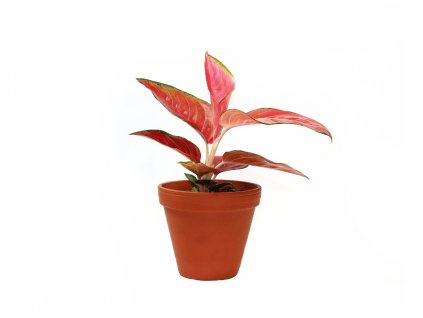 Aglaonema Red Star, průměr 12-14 cm  Aglaonema, Spící panna