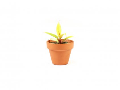 Philodendron Orange, průměr 6 cm  Filodendron